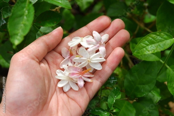 Obraz Elegant jasmine flowers gently resting on a hand, with lush green leaves in the background.