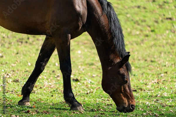 Fototapeta Junger Hengst