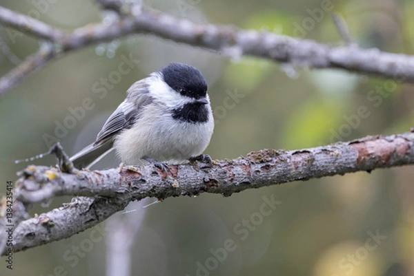 Fototapeta Black-capped Chickadee Sitting on a Branch