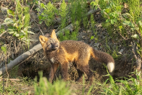 Fototapeta Alaskan Red fox siblings playing 