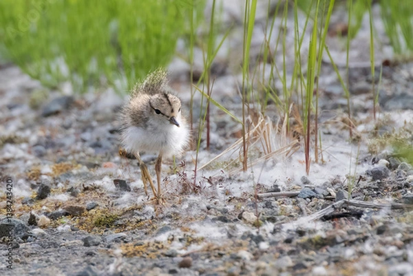 Obraz A Spotted Sandpiper Chick in Alaska