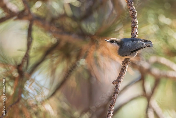 Obraz Pygmy Nuthatch in a tree in Colorado