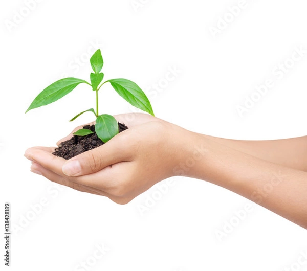 Obraz Hand holding a plant with black soil on white background with clipping path