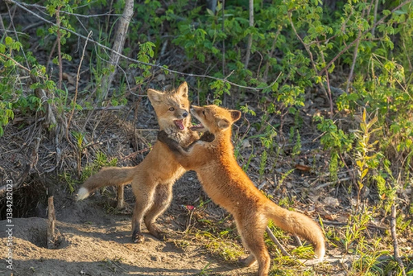Obraz Alaskan Red fox siblings playing 