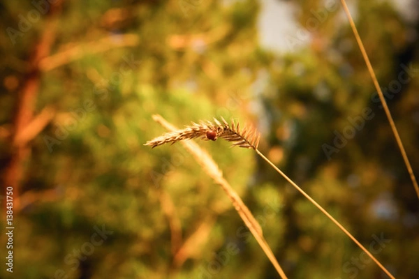 Fototapeta two spikelets on unfocused background