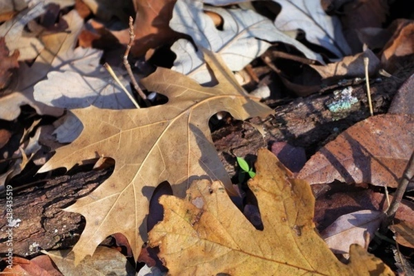 Fototapeta its almost winter