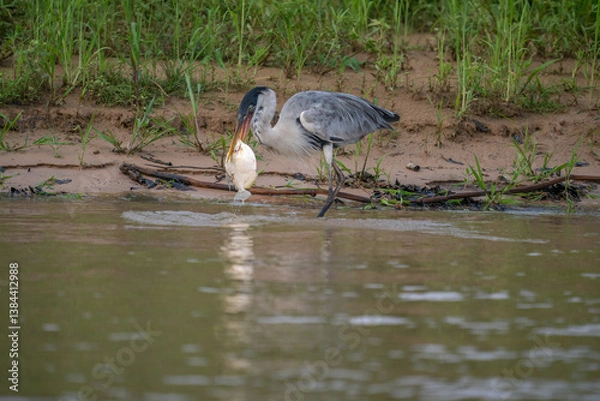 Fototapeta Cocoi Heron with a captured Piranha in its beak