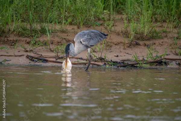 Fototapeta Cocoi Heron with a captured Piranha in its beak