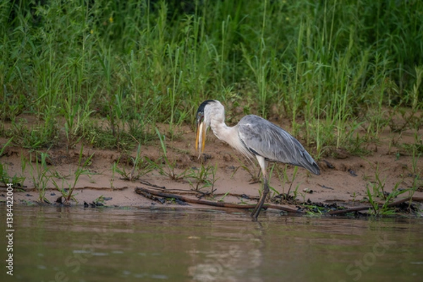 Fototapeta Cocoi Heron with a captured Piranha in its beak