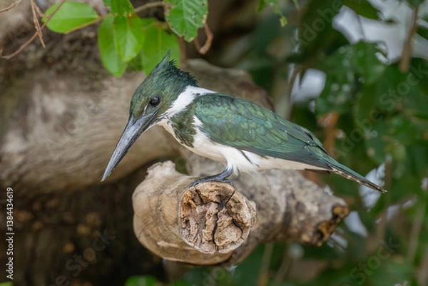 Fototapeta Amazon Kingfisher