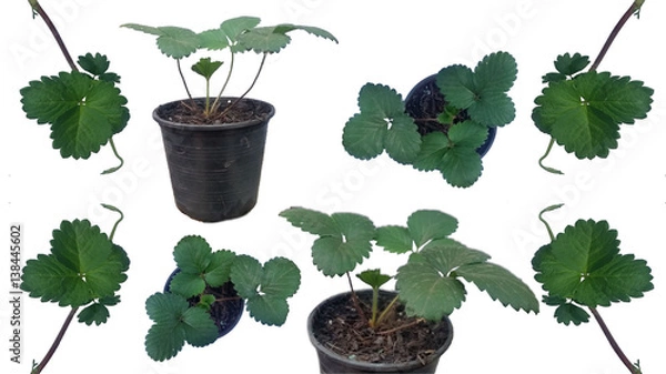 Obraz Dating from Burberry