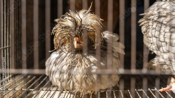Fototapeta Paduan chicken is a rare and beautiful type of poultry, Kabul, Afghanistan