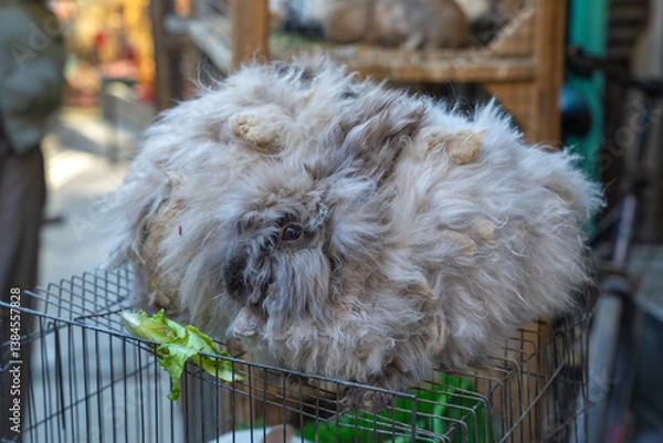 Fototapeta The Angora rabbit is a group of rabbit breeds that are bred for applied and decorative purposes because of their long fur. Kabul, Afghanistan