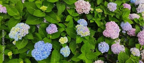 Obraz Beautiful blue Hydrangea Macrophylla Adria flower