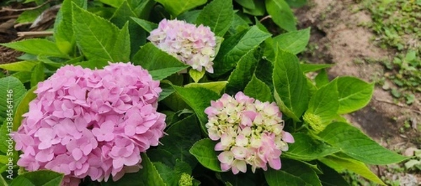 Obraz Beautiful blue Hydrangea Macrophylla Adria flower