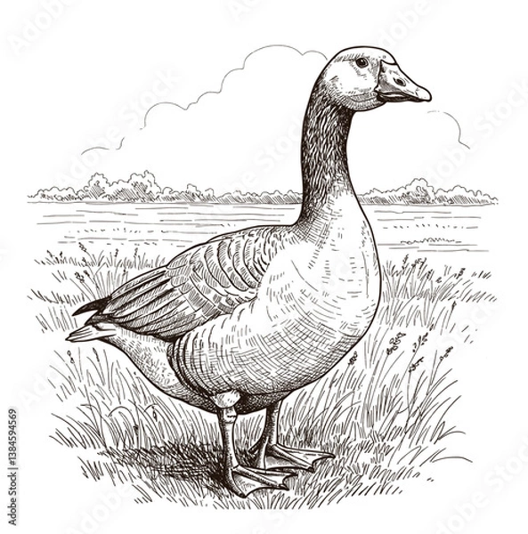Obraz Hand Drawing Goose Vintage Vector