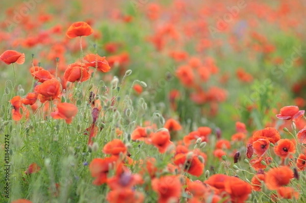 Obraz wild red flowers as background