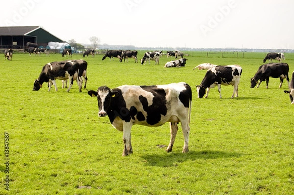 Fototapeta a lot of cows in a fresh meadow field