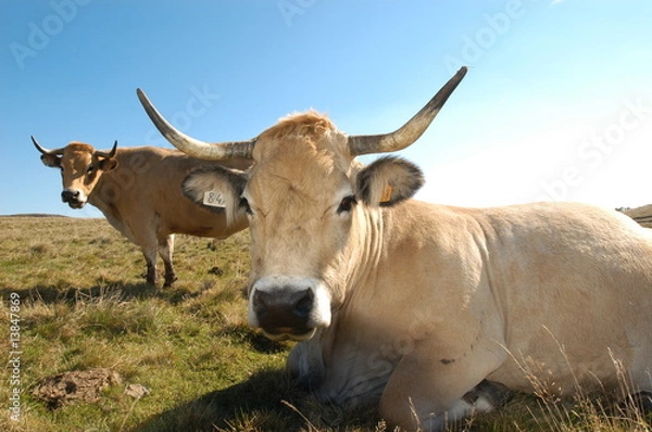 Fototapeta vache aubrac