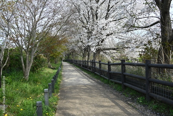 Obraz 春の玉川上水の散策路と桜の風景