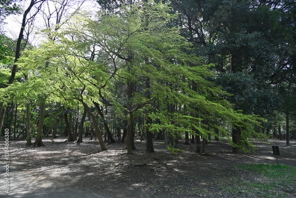 Obraz 井の頭公園内の春の緑の新緑の木々の風景