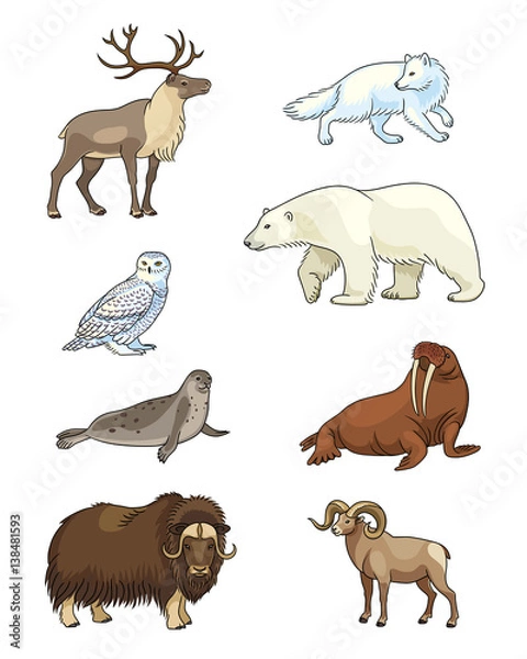 Fototapeta Set of vector Arctic animals