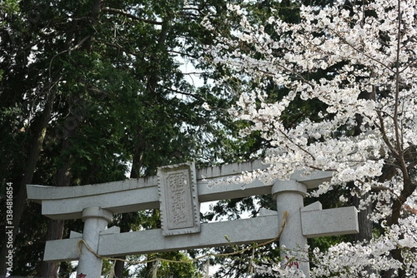 Obraz 神社の鳥居ときれいな桜の風景
