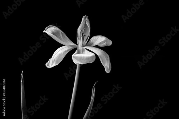Fototapeta An open white tulip on a black background in black and white.