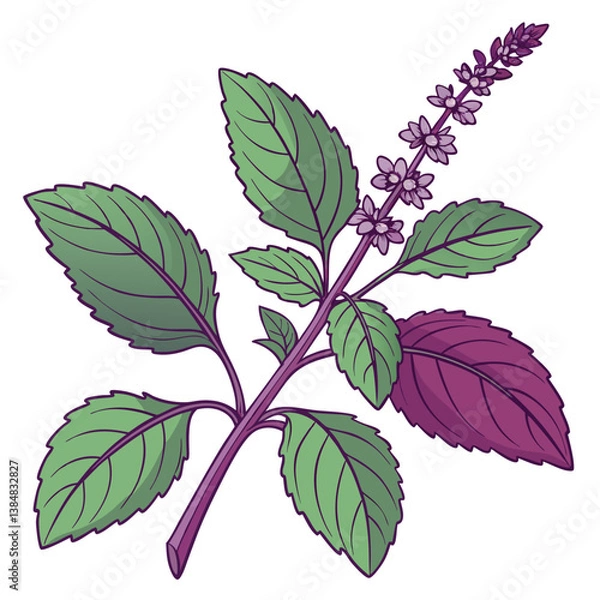 Fototapeta Create a bold, vector illustration of a sprig of holy basil with vibrant green leaves and purple flowers.  Focus on strong, graphic lines.
