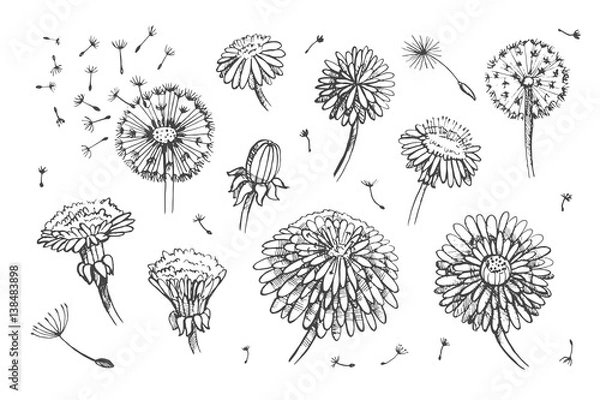 Fototapeta Floral elements for design, doodle ink dandelion set