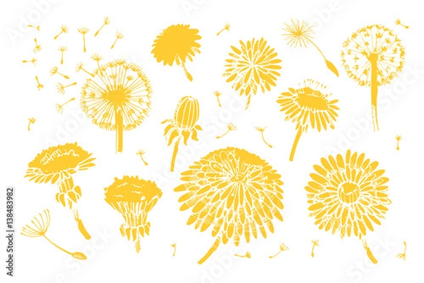 Fototapeta Floral elements for design, doodle ink dandelion set