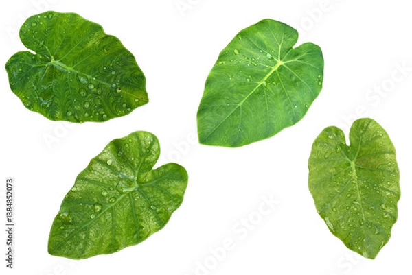 Fototapeta A collection of taro leaves on transparent background, png element.