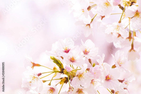 Fototapeta 桜イメージ