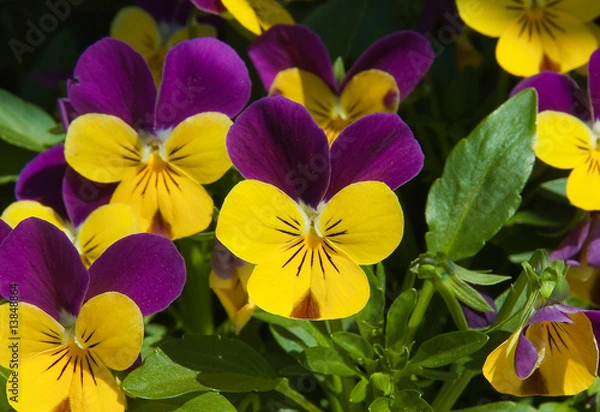 Obraz Viola tricolor