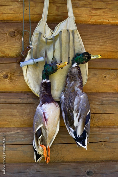 Obraz a hunting bag and two tethered mallard drakes