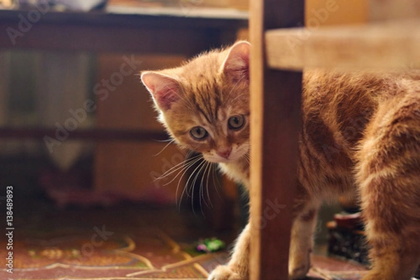 Fototapeta playful red pet cat and chair