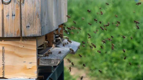 Fototapeta Bees flying to the hive. Concept of collecting honey