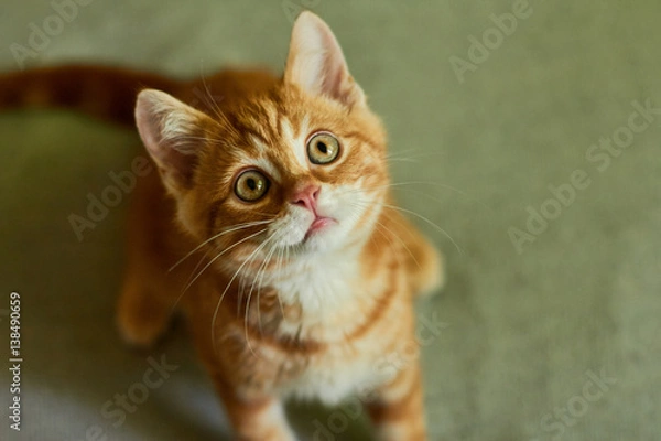 Fototapeta red cat lies on a bed and looking up