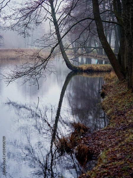 Fototapeta Misty landscapes. River and trees reflected in water.