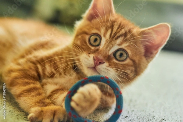 Fototapeta red cat playing with rope on the bed