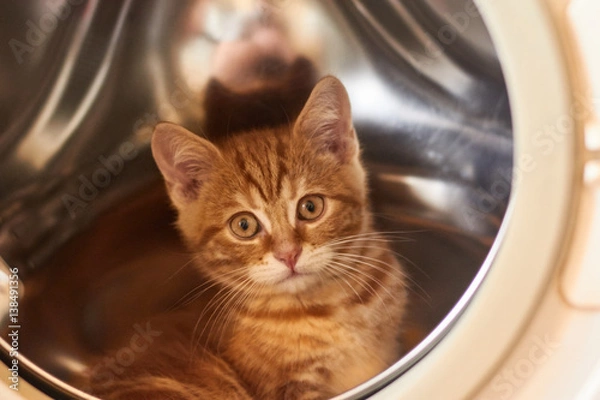 Fototapeta red cat sitting in a washing machine