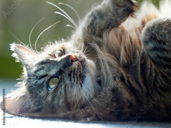 Fototapeta Portrait of a Norwegian forest cat on a light background.