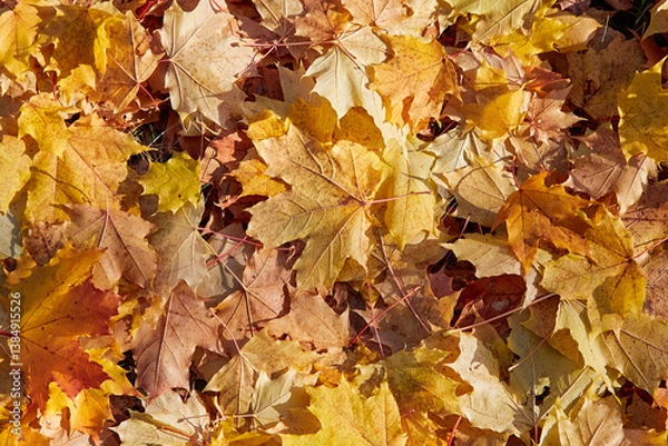 Fototapeta Yellow Autumn background or texture. Bright maple leaves as backdrop and texture