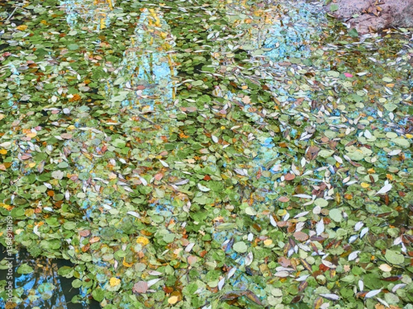 Fototapeta Fallen leaves float on the surface of the water in a continuous carpet