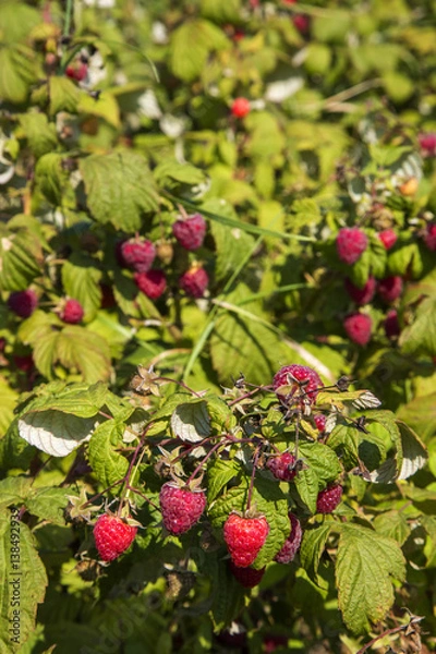 Fototapeta Raspberry