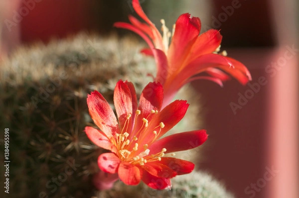 Obraz Rebutia minuscula cactus flower close up shot