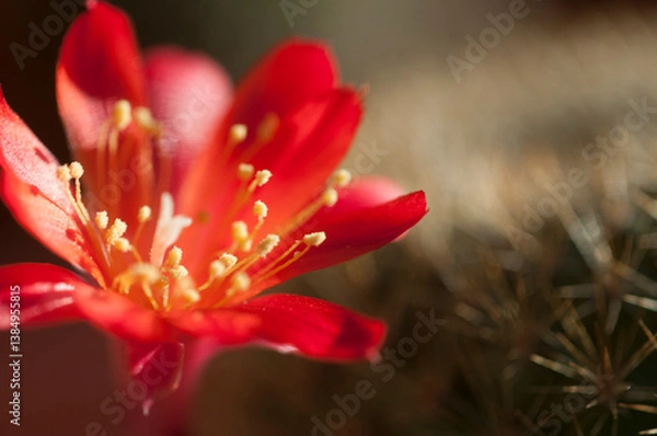 Obraz Rebutia minuscula cactus flower close up shot