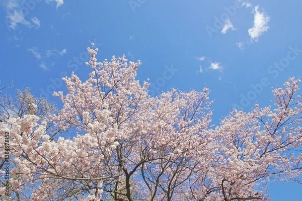 Fototapeta 春晴れ
