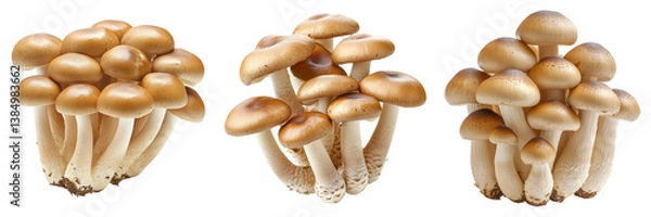 Fototapeta Triptych of clustered brown and white mushrooms.