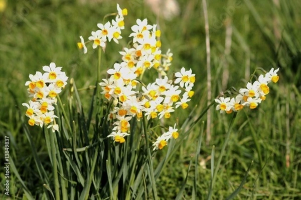 Obraz Fiore selvaggio